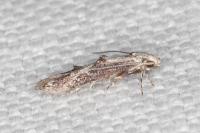 Blastodacna hellerella