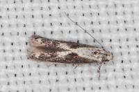 Blastodacna hellerella