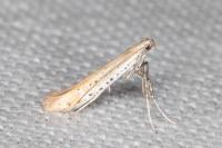 Aspilapteryx tringipennella