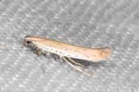Aspilapteryx tringipennella