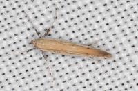 Aspilapteryx tringipennella