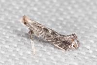 Parornix torquillella