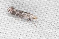 Parornix torquillella