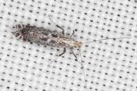 Parornix torquillella