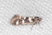 Denisia lutea