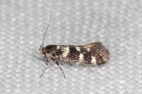 Denisia lutea