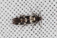 Denisia lutea