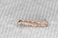 Plutella xylostella