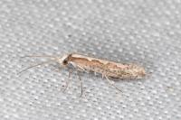 Plutella xylostella