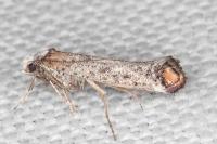Pseudoswammerdamia combinella