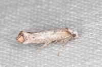 Pseudoswammerdamia combinella