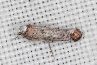 Pseudoswammerdamia combinella
