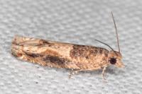 Crocidosema plebejana