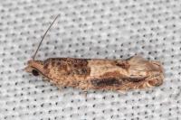 Crocidosema plebejana