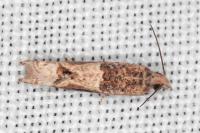 Crocidosema plebejana