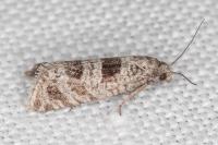 Eriopsela quadrana