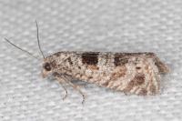 Eriopsela quadrana