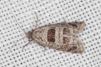 Eriopsela quadrana