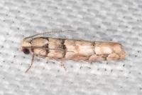 Pseudococcyx tessulatana