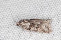 Cnephasia cupressivorana