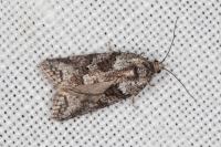 Cnephasia cupressivorana