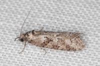 Cnephasia cupressivorana