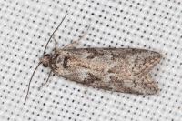 Cnephasia cupressivorana