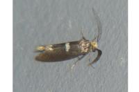 Incurvaria pectinea