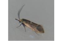 Incurvaria pectinea