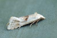 Cochylimorpha straminea