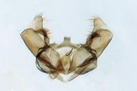 Cochylimorpha straminea