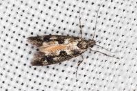 Denisia lutea