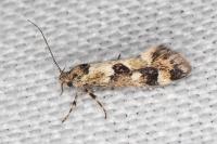 Denisia lutea