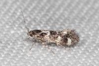 Denisia lutea