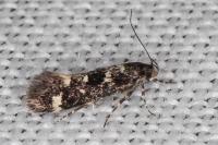 Denisia lutea