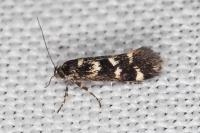 Denisia lutea