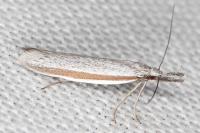 Pleurota ericella