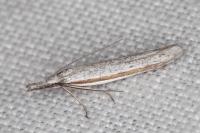 Pleurota ericella