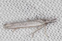 Pleurota ericella