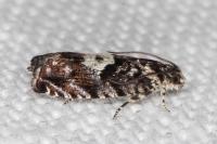 Pammene argyrana