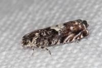 Pammene argyrana