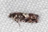Pammene argyrana