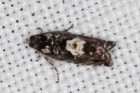 Pammene argyrana