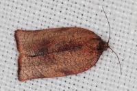 Cacoecimorpha pronubana