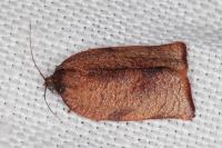 Cacoecimorpha pronubana