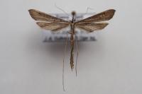 Agdistis meridionalis