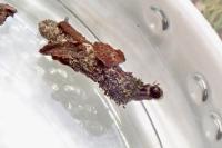 Proutia betulina