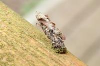 Proutia betulina