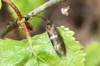 Incurvaria pectinea