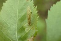 Coleophora serratella
